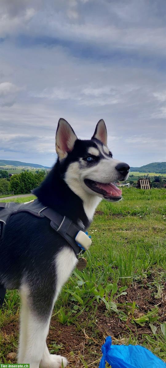 Bild 3: Junge Husky Hündin Alma sucht aktives, liebevolles Zuhause