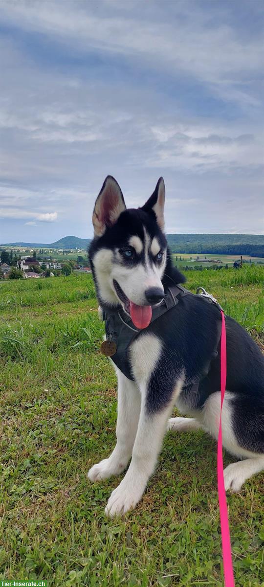 Bild 4: Junge Husky Hündin Alma sucht aktives, liebevolles Zuhause
