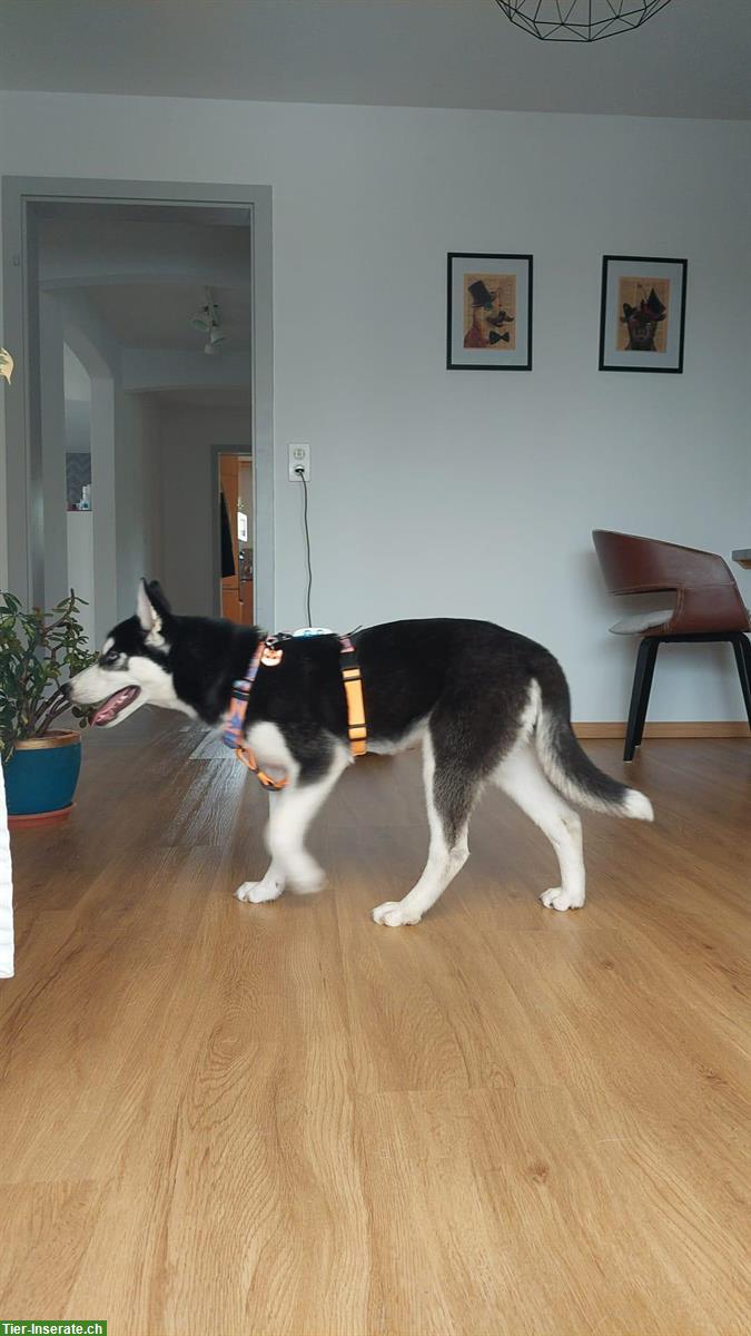 Bild 5: Junge Husky Hündin Alma sucht aktives, liebevolles Zuhause