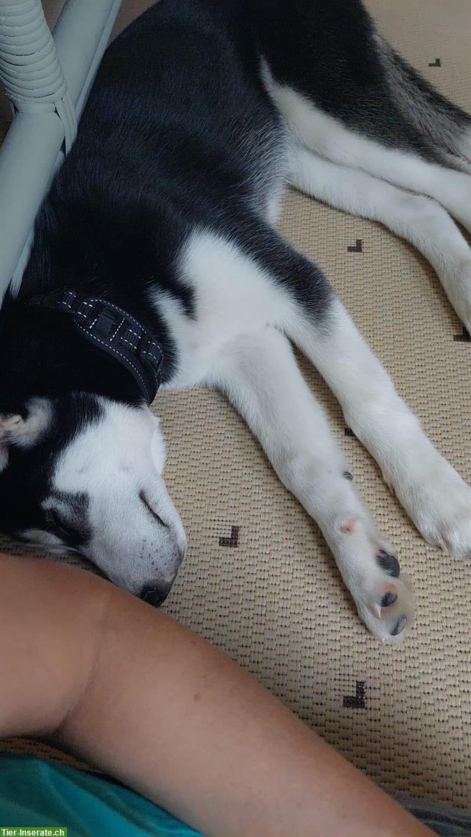 Bild 6: Junge Husky Hündin Alma sucht aktives, liebevolles Zuhause