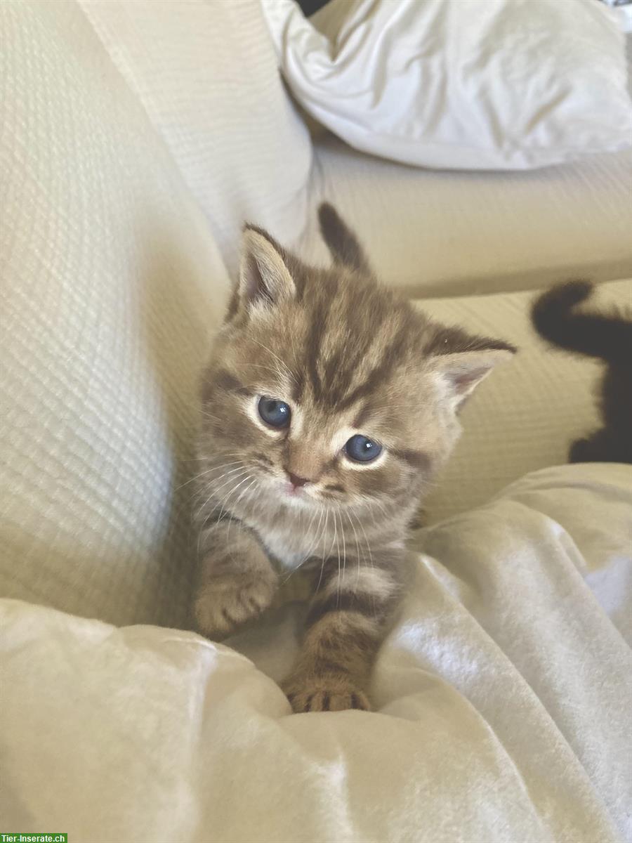 6 originelle BKH Kitten suchen ein schönes Zuhause