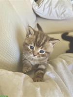 6 originelle BKH Kitten suchen ein schönes Zuhause