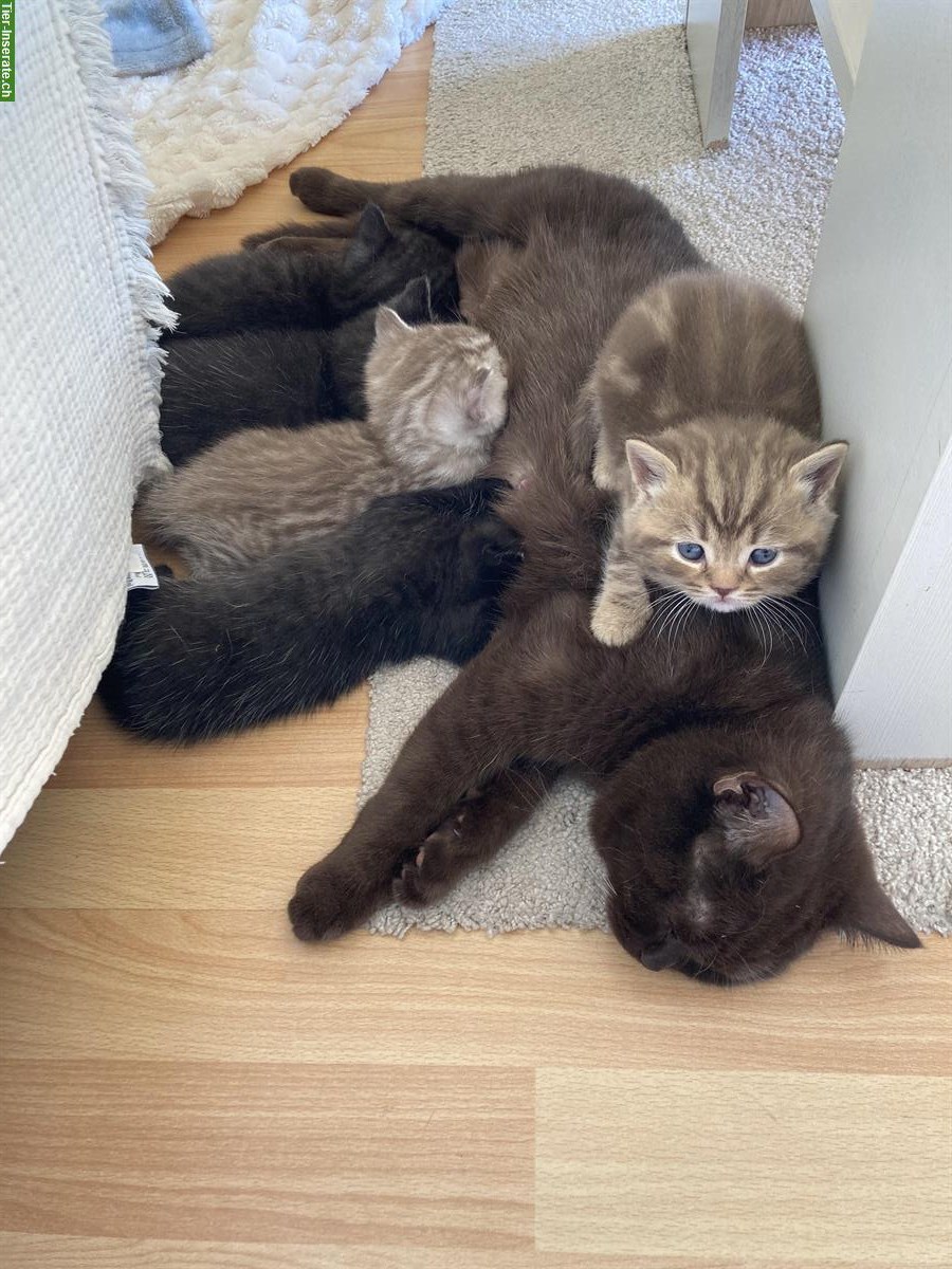 Bild 2: 6 originelle BKH Kitten suchen ein schönes Zuhause