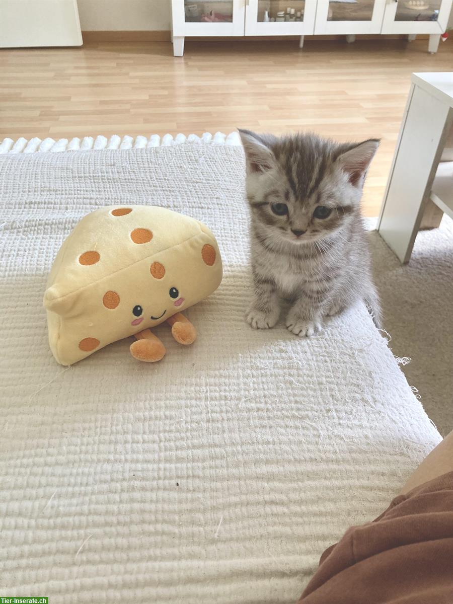 Bild 3: 6 originelle BKH Kitten suchen ein schönes Zuhause