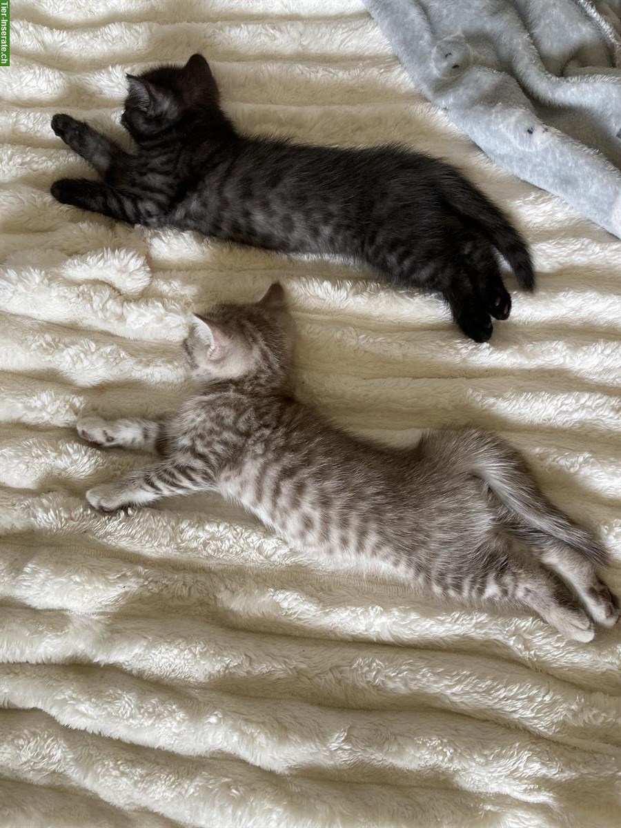Bild 4: 6 originelle BKH Kitten suchen ein schönes Zuhause
