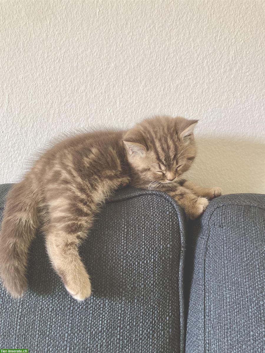Bild 5: 6 originelle BKH Kitten suchen ein schönes Zuhause