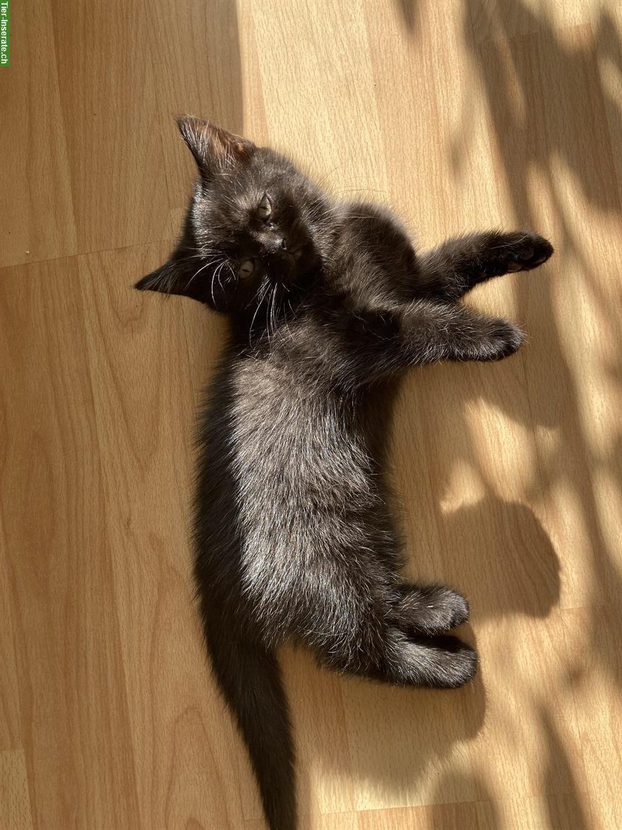 Bild 6: 6 originelle BKH Kitten suchen ein schönes Zuhause
