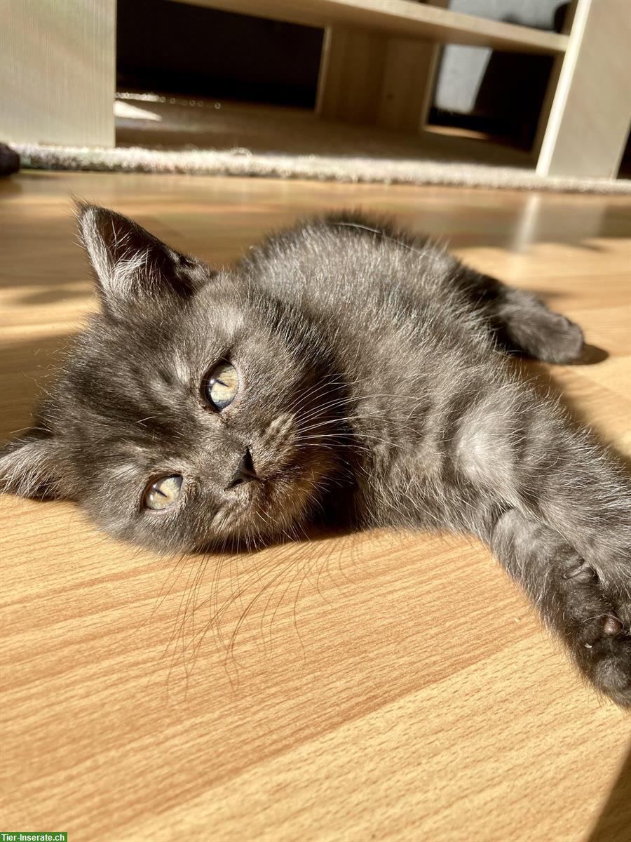 Bild 7: 6 originelle BKH Kitten suchen ein schönes Zuhause