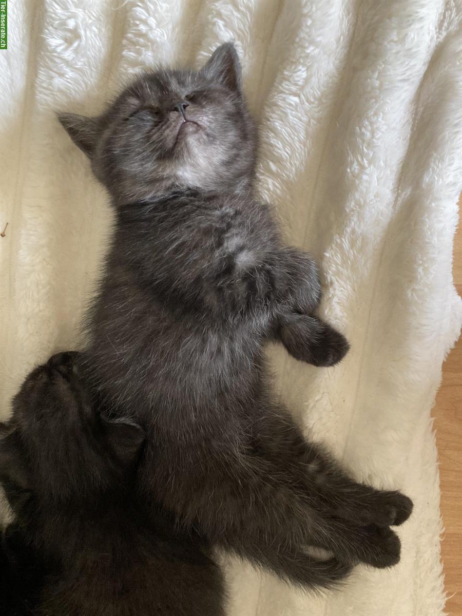 Bild 8: 6 originelle BKH Kitten suchen ein schönes Zuhause