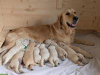 Reinrassige Golden Retriever Welpen zu verkaufen