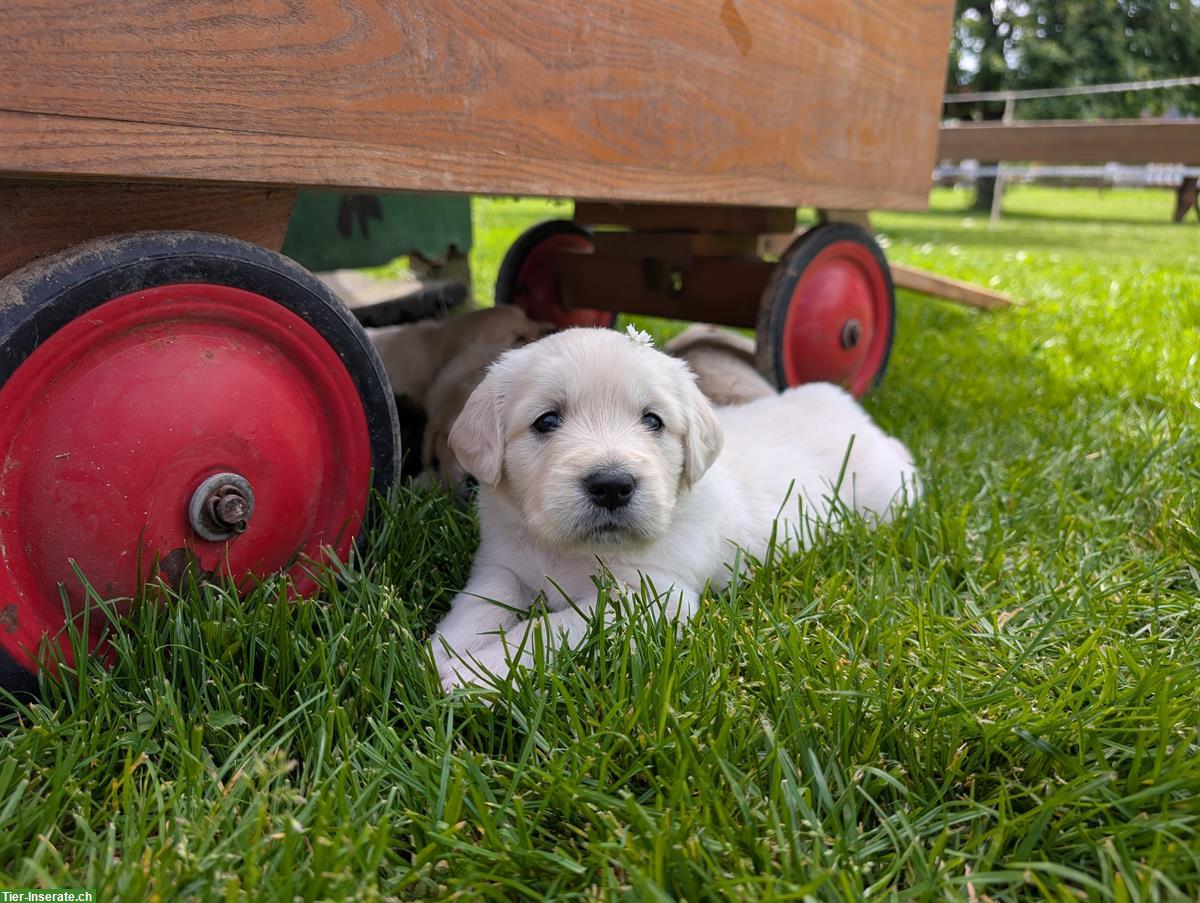 Bild 2: Reinrassige Golden Retriever Welpen zu verkaufen
