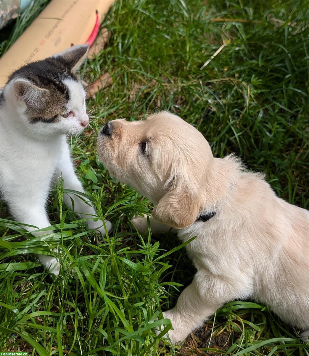 Bild 3: Reinrassige Golden Retriever Welpen zu verkaufen