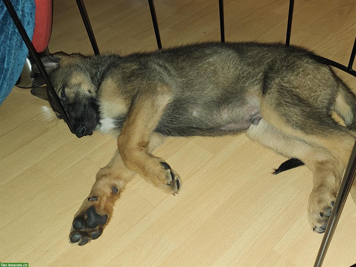 Schäferhund Welpen stubenrein sucht nette Familie