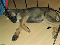 Schäferhund Welpen stubenrein sucht nette Familie