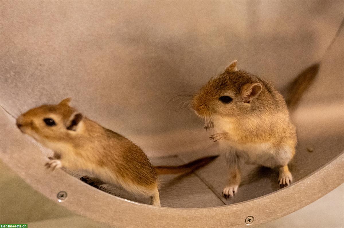 Rennmaus Buben suchen Traumzuhause