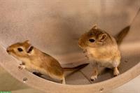 Rennmaus Buben suchen Traumzuhause