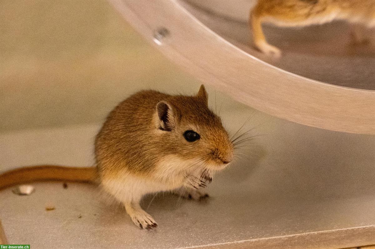 Bild 2: Rennmaus Buben suchen Traumzuhause