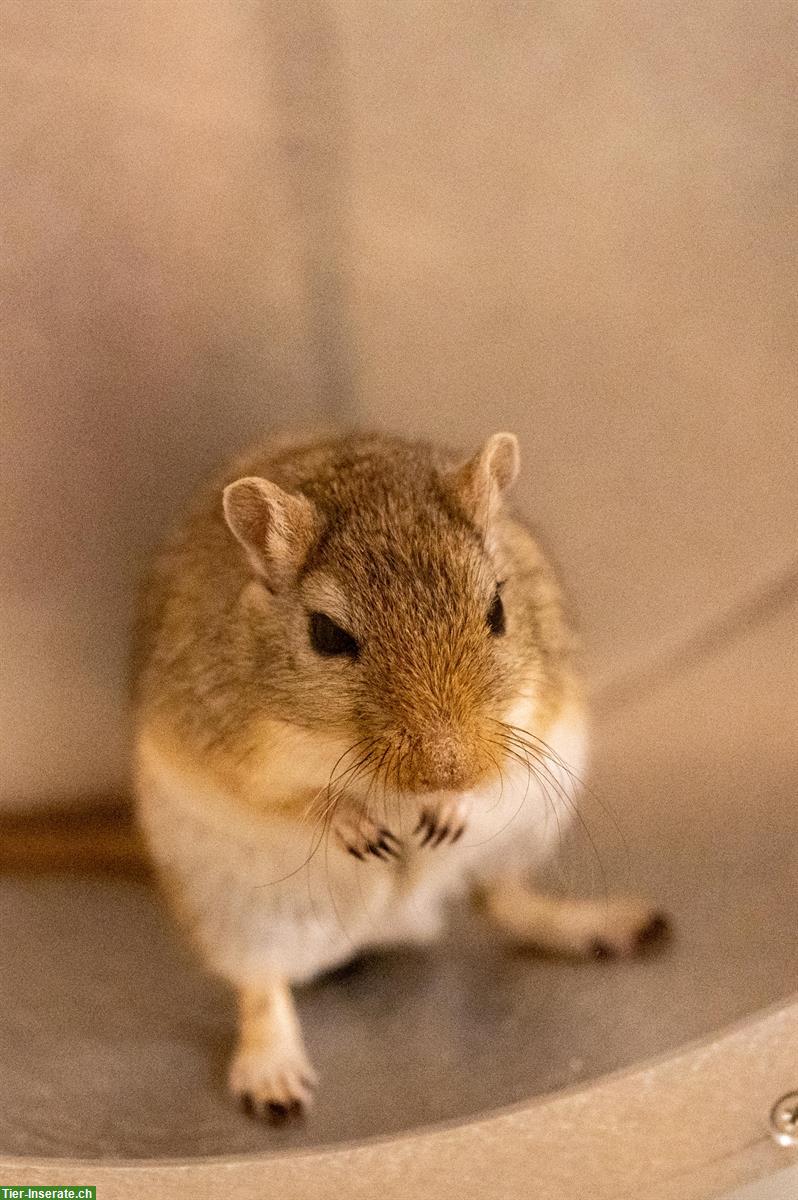 Bild 3: Rennmaus Buben suchen Traumzuhause