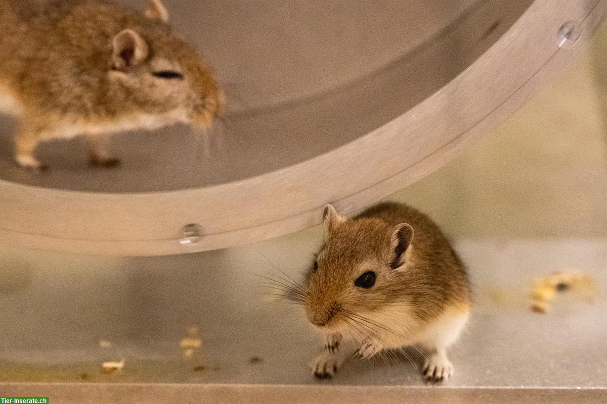 Bild 4: Rennmaus Buben suchen Traumzuhause