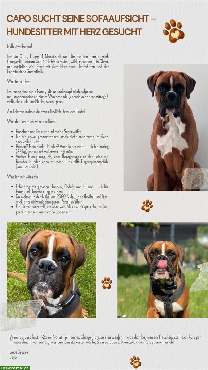 Hundesitter gesucht für Capo, ein dt. Boxer / 11 Monate