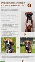 Hundesitter gesucht für Capo, ein dt. Boxer / 11 Monate