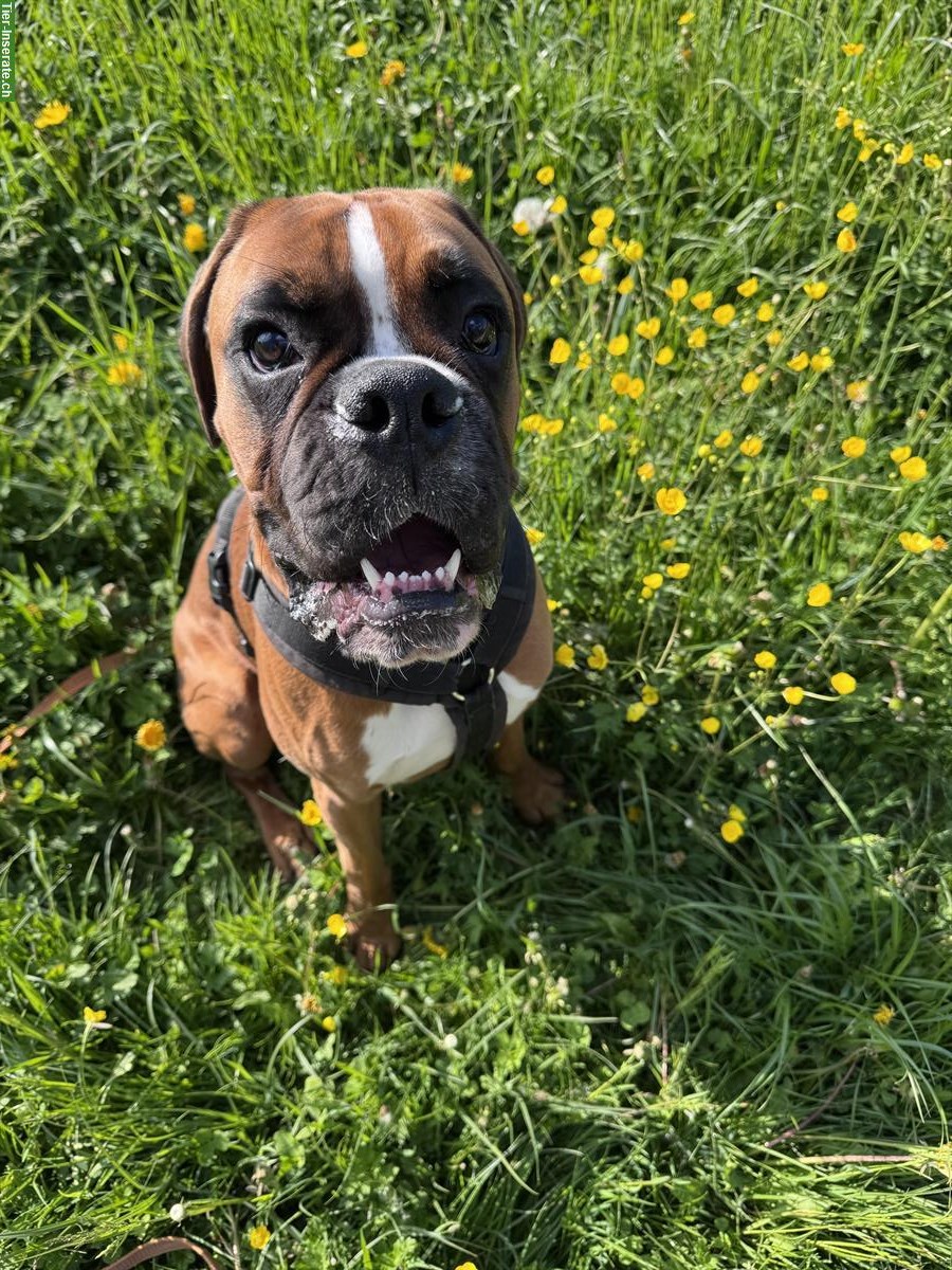 Bild 2: Hundesitter gesucht für Capo, ein dt. Boxer / 11 Monate