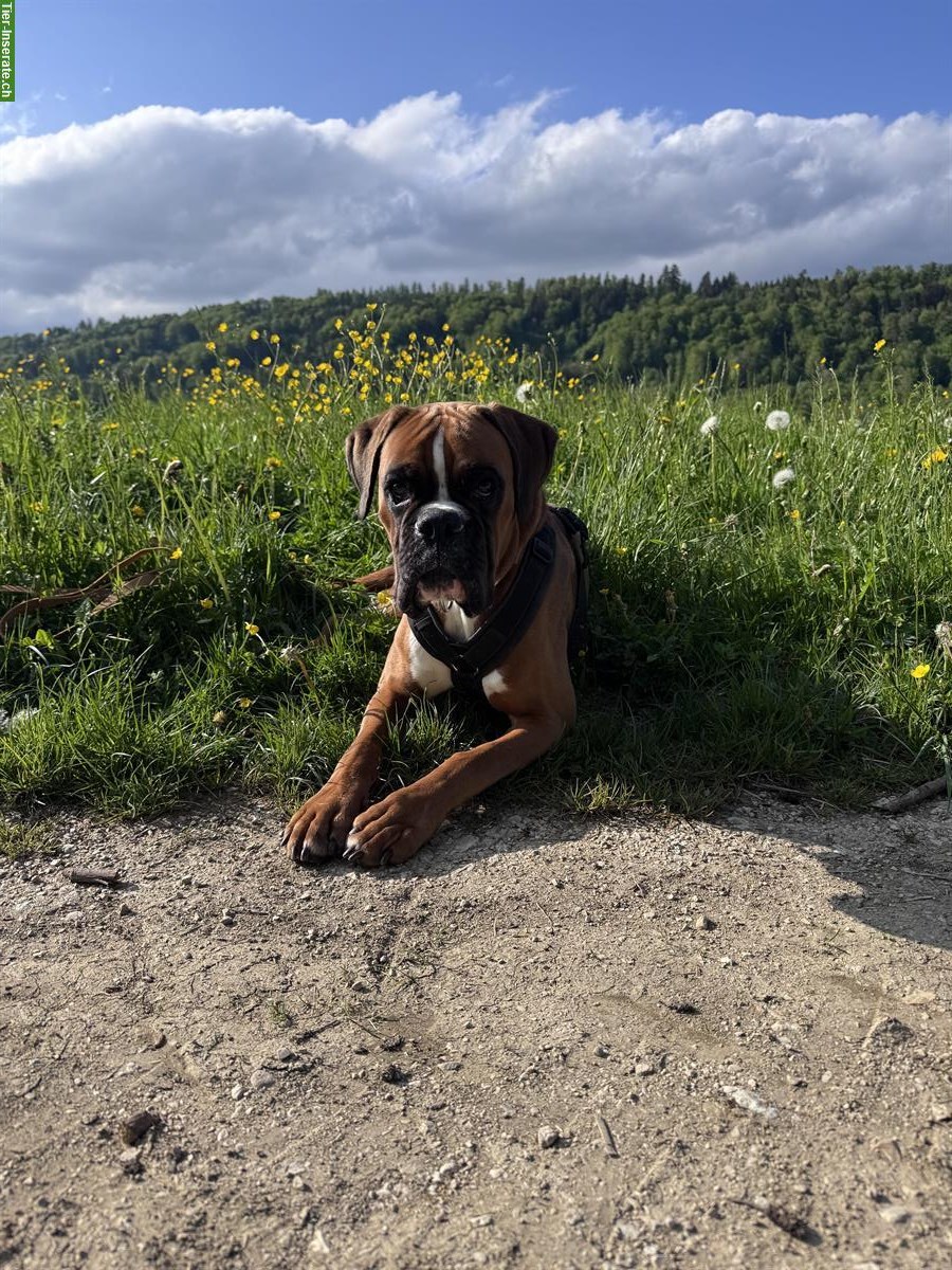 Bild 3: Hundesitter gesucht für Capo, ein dt. Boxer / 11 Monate