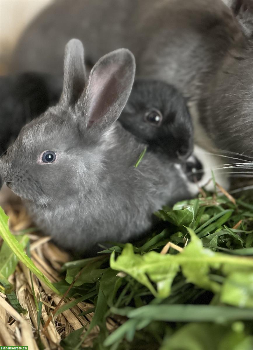 Junge Kaninchen zu verkaufen