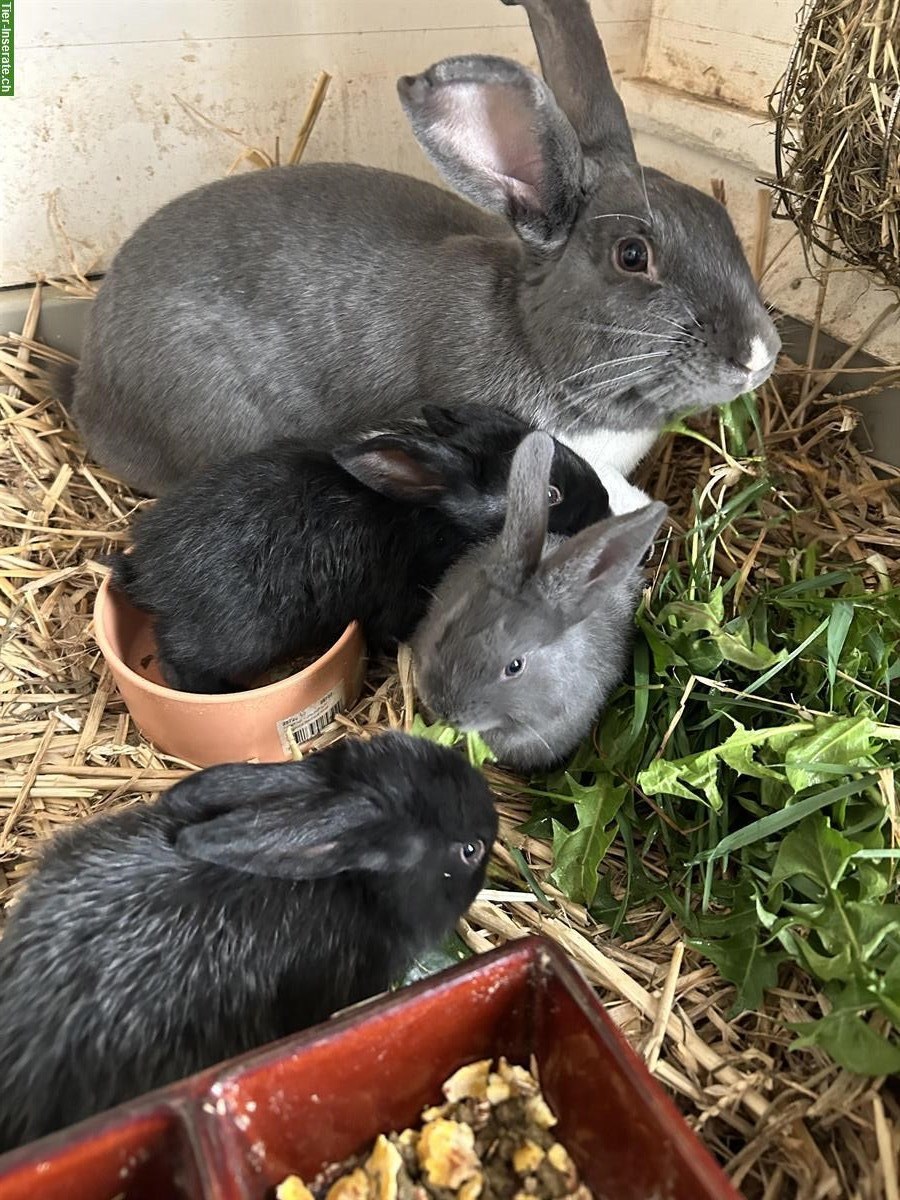 Bild 2: Junge Kaninchen zu verkaufen