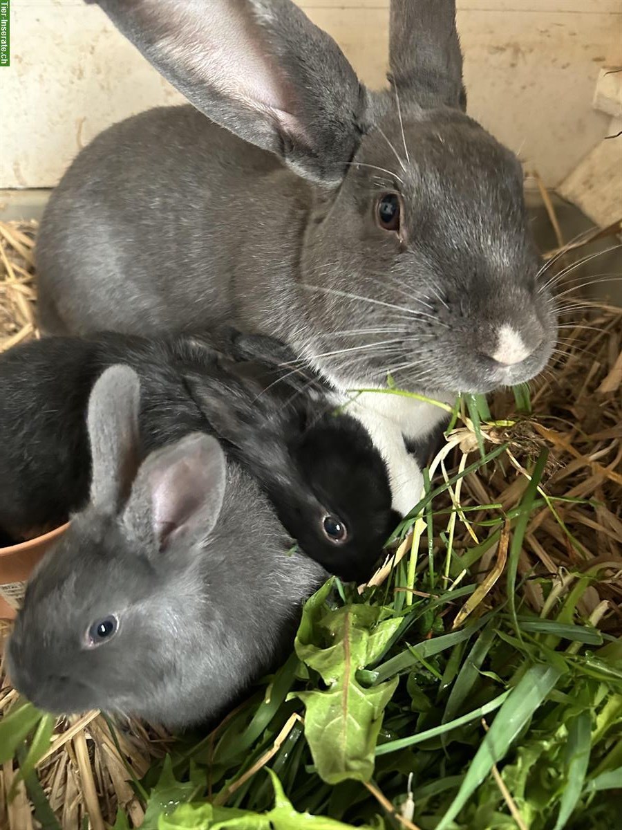 Bild 3: Junge Kaninchen zu verkaufen