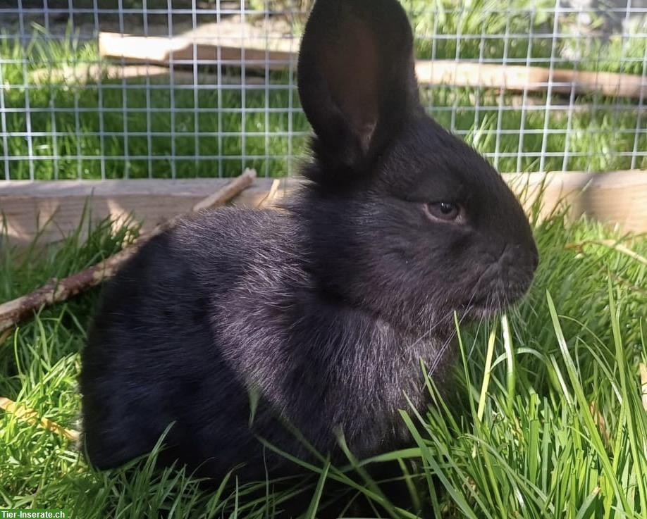 Bild 4: Junge Kaninchen zu verkaufen