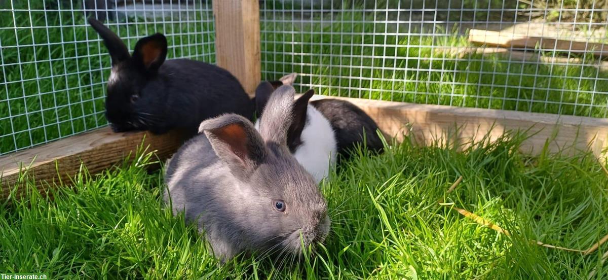 Bild 6: Junge Kaninchen zu verkaufen