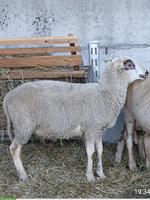 Zuchtspiegel Schafbock zu verkaufen