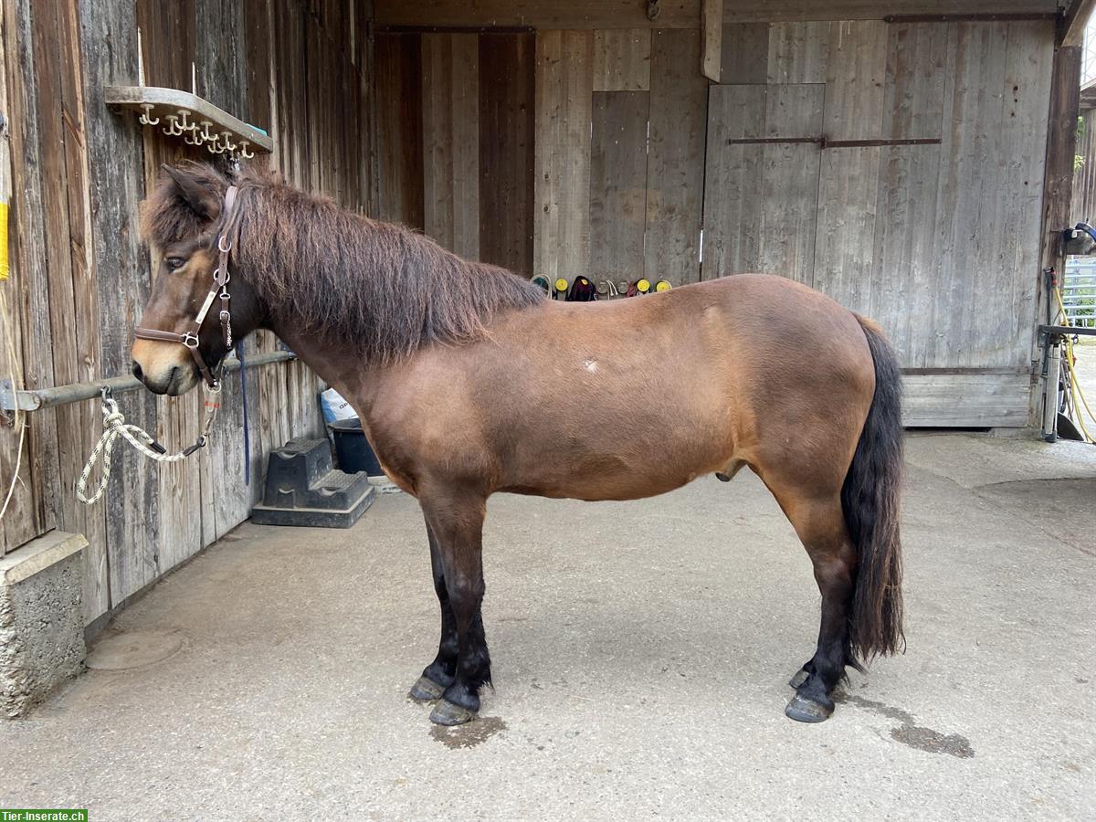 Suche Reitbeteiligung für Isländer Wallach in 8117 Fällanden ZH
