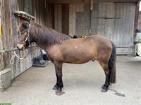 Suche Reitbeteiligung für Isländer Wallach in 8117 Fällanden ZH