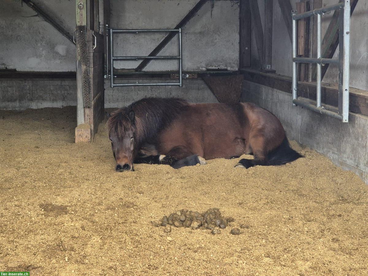 Bild 2: Suche Reitbeteiligung für Isländer Wallach in 8117 Fällanden ZH