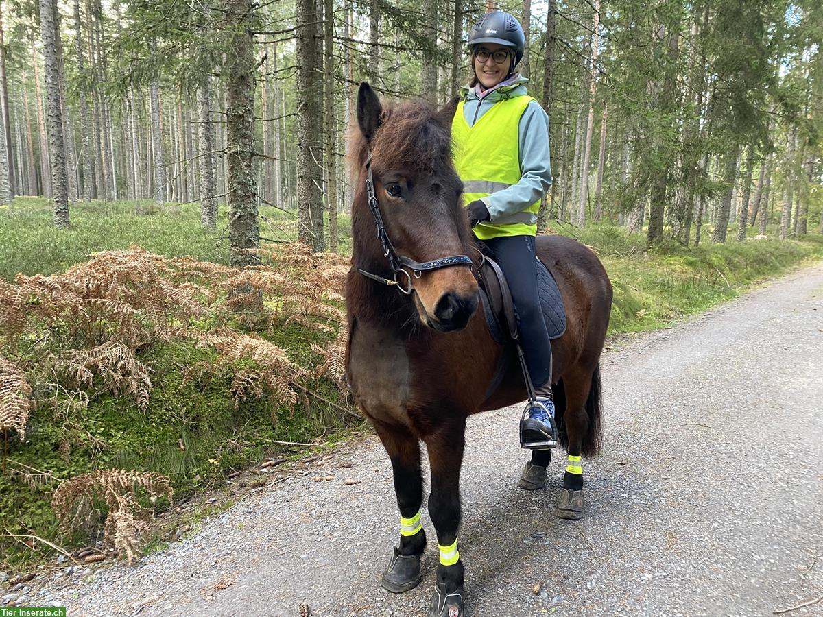 Bild 3: Suche Reitbeteiligung für Isländer Wallach in 8117 Fällanden ZH