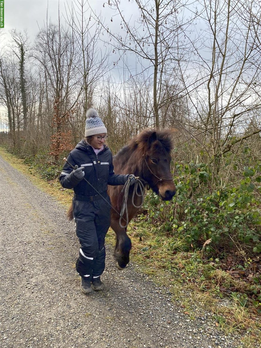 Bild 4: Suche Reitbeteiligung für Isländer Wallach in 8117 Fällanden ZH
