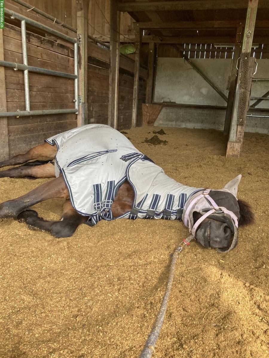 Bild 5: Suche Reitbeteiligung für Isländer Wallach in 8117 Fällanden ZH