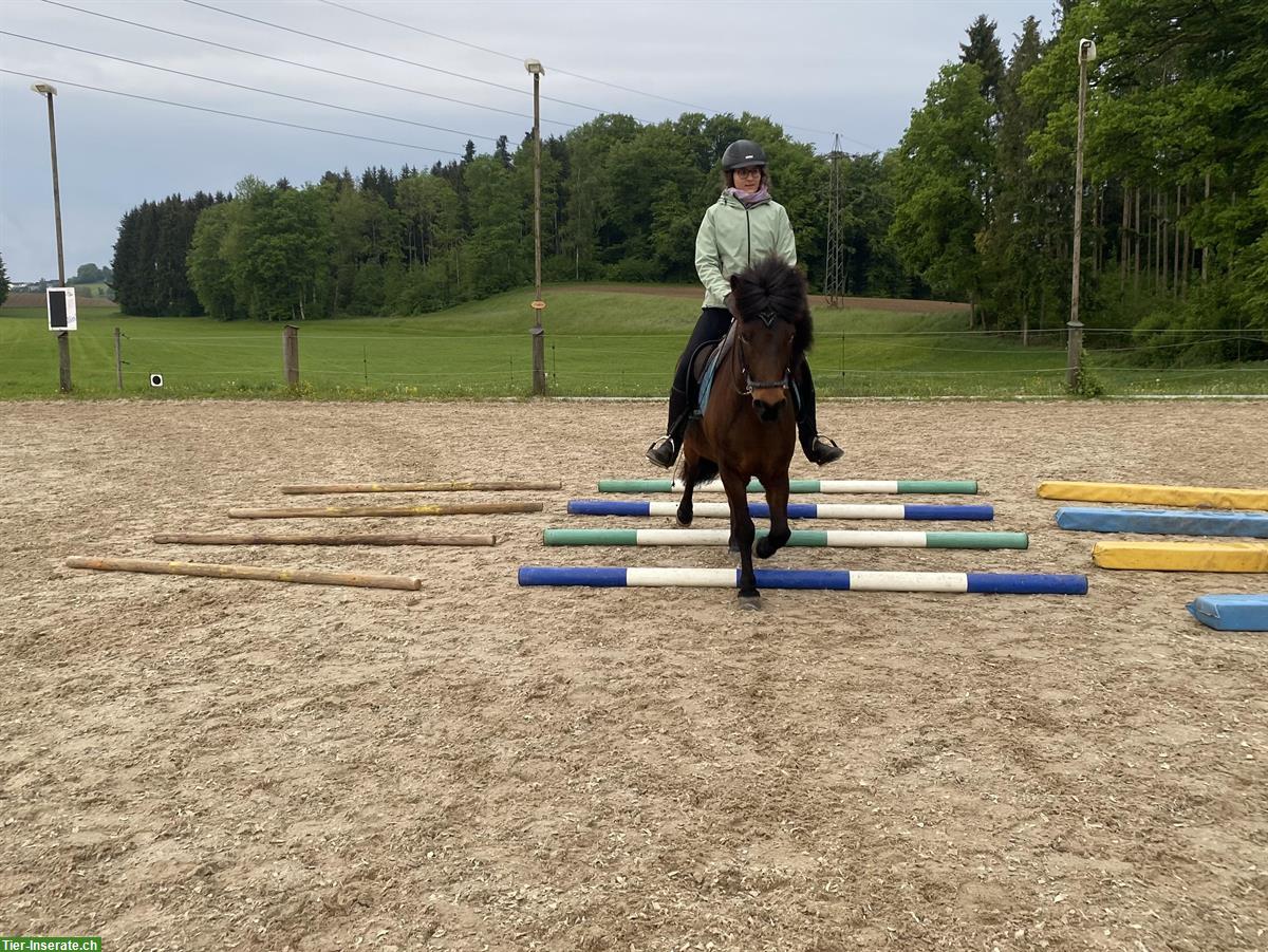 Bild 6: Suche Reitbeteiligung für Isländer Wallach in 8117 Fällanden ZH