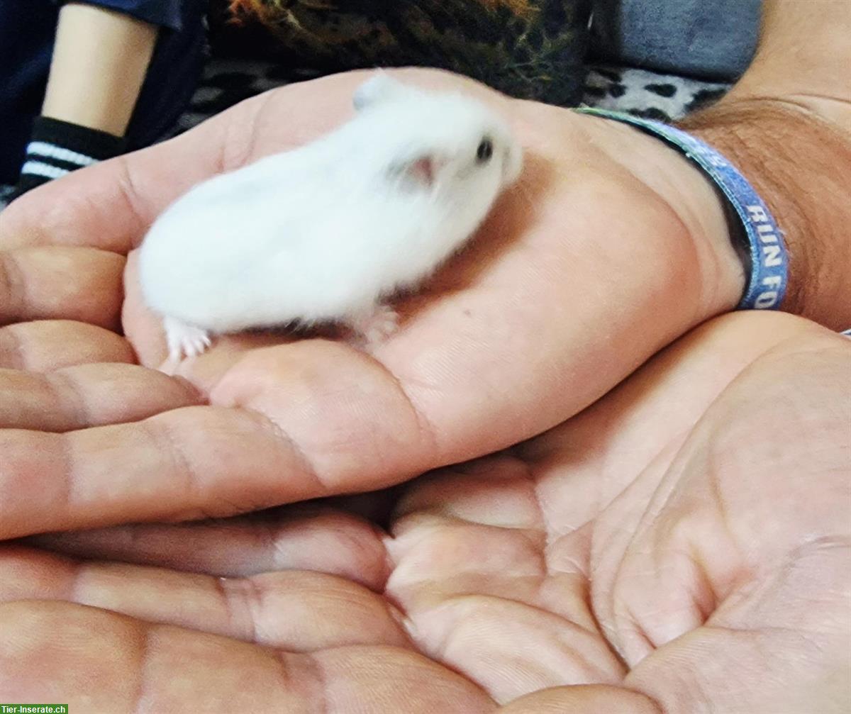 Bild 10: Dsungarische Zwerghamster handzahm