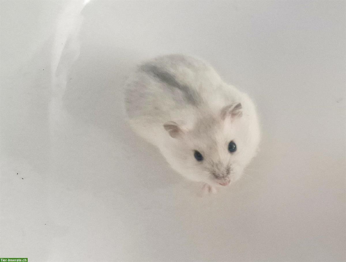 Bild 8: Dsungarische Zwerghamster handzahm