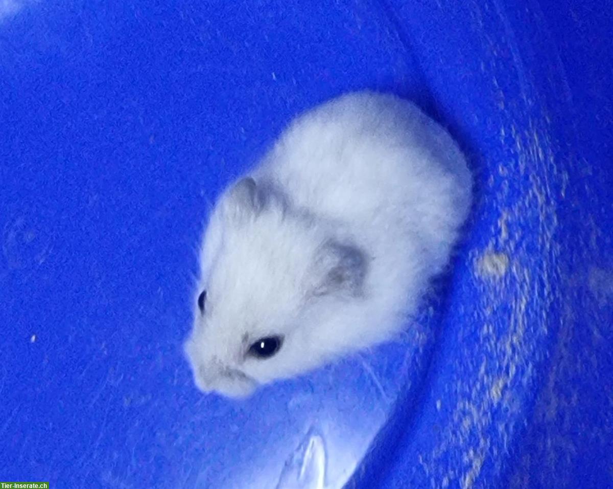 Bild 9: Dsungarische Zwerghamster handzahm