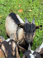 Zwergziegen Böckli, 1-jährig zu verkaufen