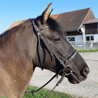Reitpony Braunfalbe, polnisches Reitpferd, Stockmass 1.40m
