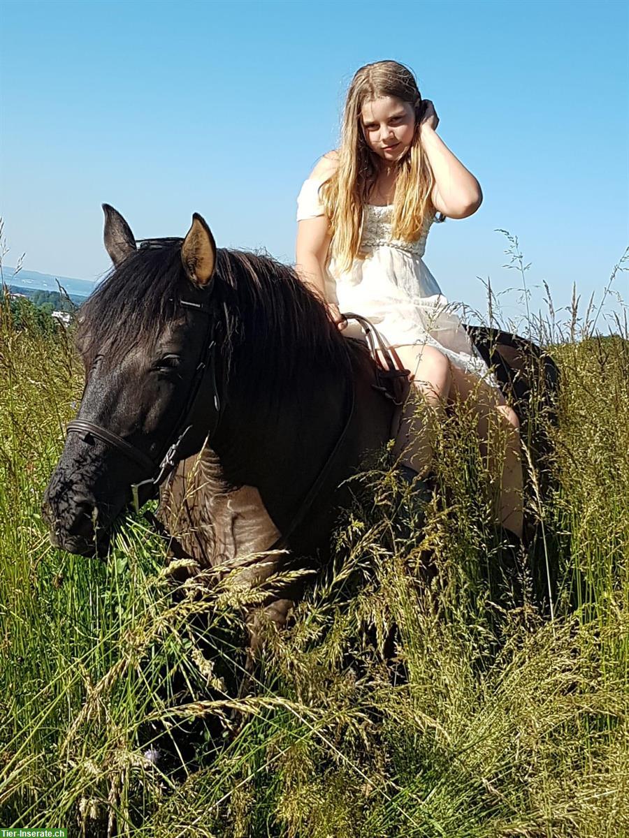 Bild 2: Reitpony Braunfalbe, polnisches Reitpferd, Stockmass 1.40m