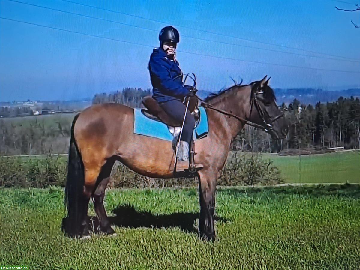 Bild 3: Reitpony Braunfalbe, polnisches Reitpferd, Stockmass 1.40m
