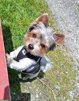 Deckrüde Biewer Yorkshire Terrier, reinrassig ohne Farbfehler