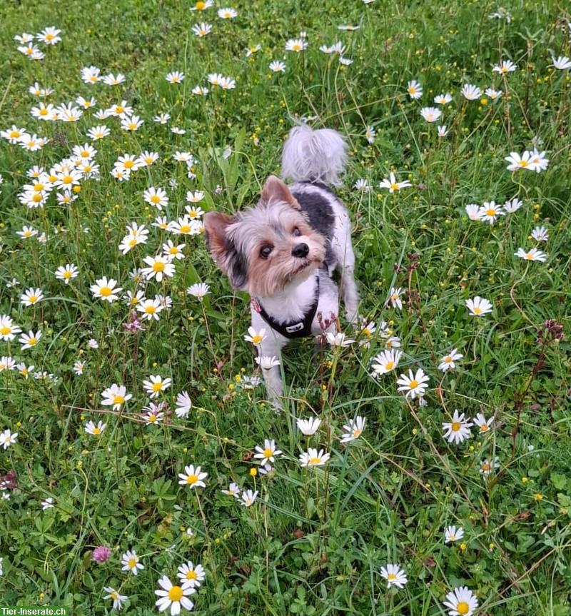 Bild 2: Deckrüde Biewer Yorkshire Terrier, reinrassig ohne Farbfehler