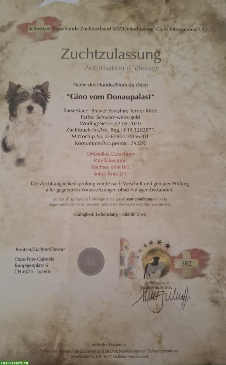 Bild 3: Deckrüde Biewer Yorkshire Terrier, reinrassig ohne Farbfehler